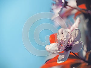 Spring floral concept. Full blooming of apricot tree. Beautiful flower on an abstract blurred background. Detailed closeup with