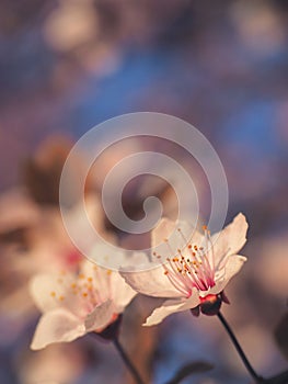 Spring floral concept. Full blooming of apricot tree. Beautiful flower on an abstract blurred background. Detailed closeup with