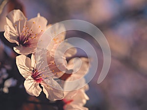 Spring floral concept. Full blooming of apricot tree. Beautiful flower on an abstract blurred background. Detailed closeup with