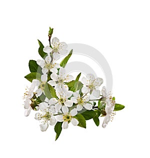 Spring floral corner arrangement with small green leaves and flowers of cherry isolated on white background