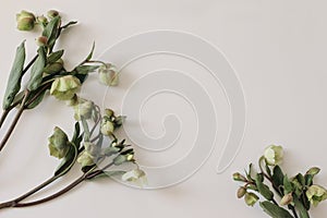 Spring floral frame, banner. Green hellebores flowers on neutral beige champagne table background. Empty copy space