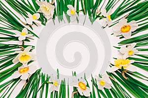 Spring floral frame of flowers and green leaves of Narcissus on white background with space for text