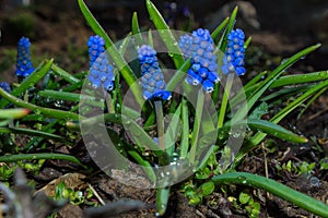 Spring floral garden. Blue flowers Grape Hyacinth or Mouse hyacinth or Vipers bow Latin: Muscari after the rain, close up
