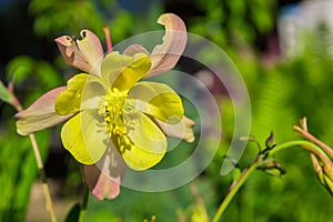 Spring floral garden. Yellow flowers Columbine Latin: Aquilegia close up. Free space