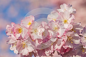 Spring florets in a garden in sunny day. Blooming flowers cherry tree