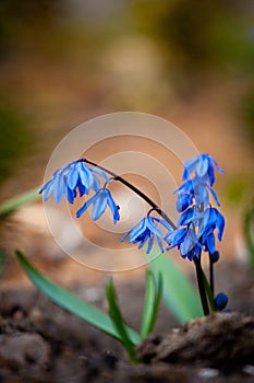 Spring flower