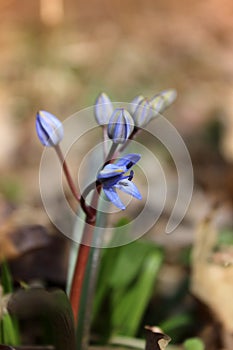 Spring Flower