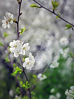 Spring flower