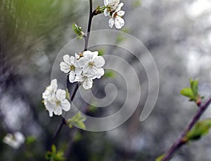 Spring flower