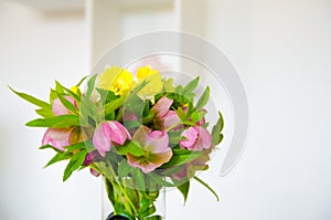 Spring flower in the apartment. Beautiful pink flowers. Interior of the house.