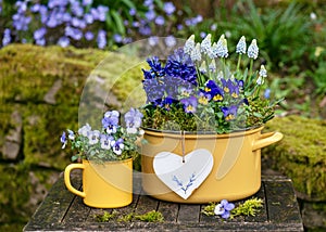 Spring flower arrangement with colorful pansy, hyacinthine and grape muscari flowers in yellow enamel pots and a heart decoration.