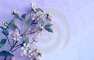 Spring flower arrangement. Pink cherry blossoms on a light background.