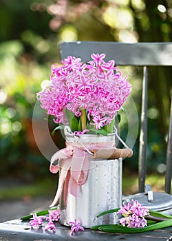 Spring flower arrangement. Pink hyacinthine flowers in an aluminum milk can with pink bow.