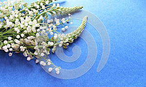 Spring flower arrangement - white lupines on a blue background