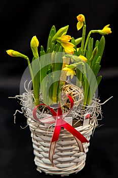 Spring flower arrangements