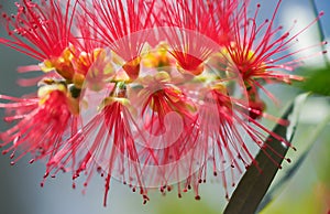 Spring Flower Australian Callistemon Captain Cook