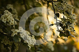 Spring flower background - abstract floral border green leaves and white flowers. Boke. Sunset.