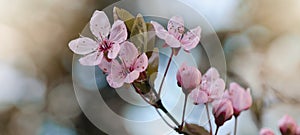 Spring flower background banner panorama - Pink beautiful blooming cherry blossoms  Prunus with soft bright bokeh