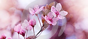 Spring flower background banner panorama - Pink beautiful blooming cherry blossoms  Prunus with soft bright bokeh