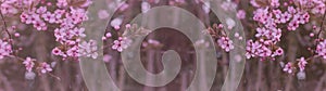 Spring flower background banner panorama - Pink beautiful blooming cherry blossoms  Prunus with soft bright bokeh