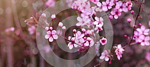 Spring flower background banner panorama - Pink beautiful blooming cherry blossoms  Prunus with soft bright bokeh