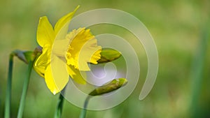 Spring flower background banner panorama - Yellow blooming Easter bell daffodil Narcissus on green meadow, with space for text