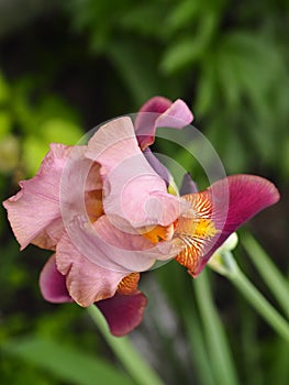 Spring flower background.Fragrant iris flowers are deservedly popular, it has delicate petals, blooms in may or June