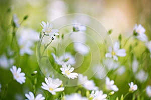 Spring flower on a background of greenery, the freshness of the morning, close-up