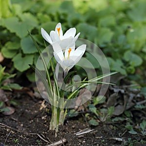 spring flower bed decoration