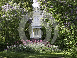 Spring flower bed nd big lilac shrubs blooming