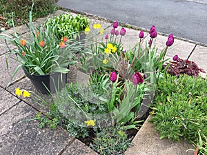 Spring flower bed in patio