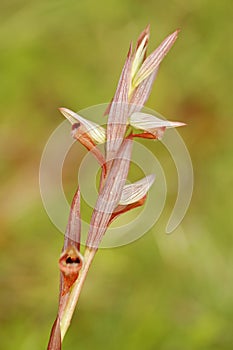 Spring flower bloom. Orchis Serapis bergonii, flowering European terrestrial wild orchid, nature habitat, detail of bloom, green c