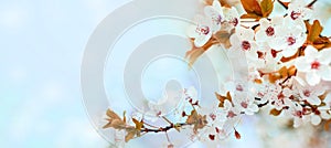 Spring flower blossom closeup with bokeh background. Springtime nature scene with cherry blossom tree in japanese garden and