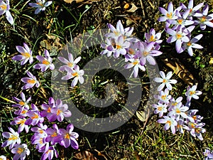 Spring flower blossom of Croci in sunlight, spring season nature