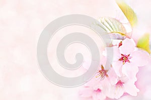 Spring flower blossom, springtime cherry bloom