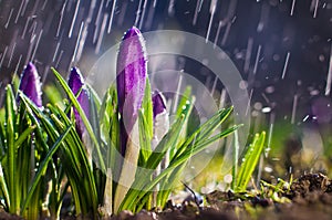 Spring flower blue purple crocuses on a sunny day in a spray of