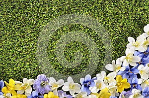 Spring flower border background, green grass copy space