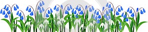 Spring flower border with blue flowering Siberian squill or Scilla siberica photo