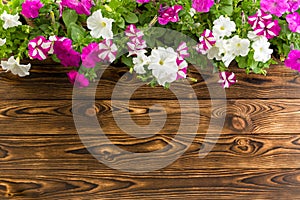 Spring flower border with colorful potted petunias