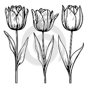 Spring flower bouquet tulips on white background. Line engraving drawing style. Realistic botanical