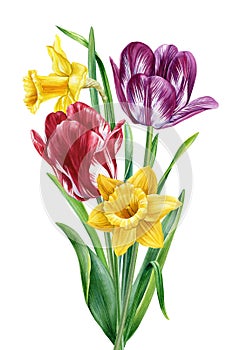 Spring flower bouquet watercolor botanical painting. Hand painted colorful floral composition tulips and narcissus