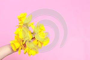 Spring flower, a bouquet yellow daffodils in a woman hand