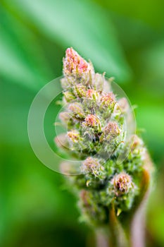 Spring flower bud