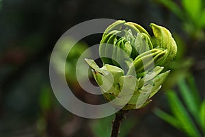 Spring flower bud cluster of Yellow Azalea decorative shrub, latin name Rhododendron Luteum,