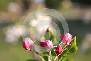 Spring flower buds on a apple tree in the spring