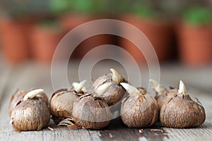 Spring flower bulbs for planting. Flower pots with plants in the background, not in focus.