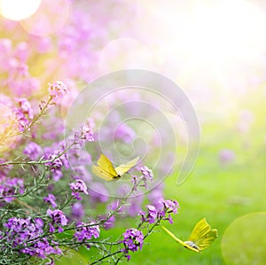 Spring flower and butterfly; abstract spring Background;