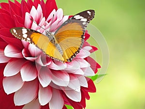 Spring flower and butterfly background