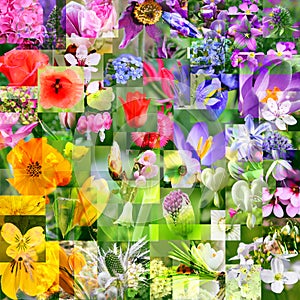 Spring flower collage - Abstract Display
