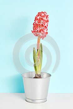 Spring flower composition. beautiful red hyacinth in a metal pot on a blue background